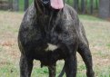 Канарская собака (Канарский дог, перро де преса канарио) / Perro de Presa Canario (Canary Dog, de Presa Canario, Dogo canario)