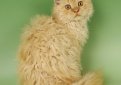 Селкирк рекс / Selkirk Rex