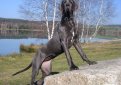 Немецкий дог / Deutsche Dogge (Great Dane, German Mastiff)