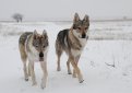 Чехословацкая волчья собака (Чехословацкий влчак) / Czechoslovakian Wolf Dog (Ceskoslovensky Vlsak)