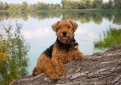 Вельштерьер (Уэльский терьер, вельш-терьер) / Welsh Terrier (Welshie)