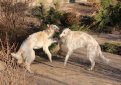 Русская псовая борзая / Borzoi (Russian Wolfhound)