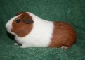 Голландская морская свинка / Dutch Cavy (Holland Guinea Pig)