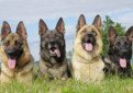 Немецкая овчарка / Deutscher Schaferhund (German Shepherd Dog)