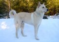 Ханаанская собака / Canaad Dog (Kelef K'naani, Israel Canaan Dog)