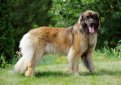 Леонбергер / Leonberger Леонбергер / Leonberger