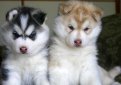 Аляскинский маламут / Alaskan Malamute