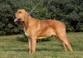 Бладхаунд (Собака Св. Губерта) / Bloodhound (Chien de Saint-Hubert, St. Hubert Hound, Sleuth Hound)