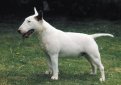 Бультерьер (Английский бультерьер) / Bull Terrier (Bully, Gladiator, English Bull Terrier)