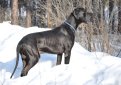 Немецкий дог / Deutsche Dogge (Great Dane, German Mastiff)