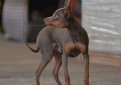 Русский той терьер (Московский той терьер) / Russian Toy Terrier (Moscovian Miniature Terrier) Русский той терьер (Московский той терьер) / Russian Toy Terrier (Moscovian Miniature Terrier)