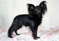 Русский той терьер (Московский той терьер) / Russian Toy Terrier (Moscovian Miniature Terrier)