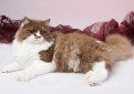 Британская длинношерстная кошка / British Longhair Cat (Britanica, Highlander, Lowlander)