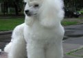 Пудель / Poodle