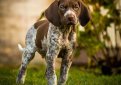 Курцхаар (Немецкий пойнтер, немецкая короткошерстная легавая) / Kurzhaar (German Shorthaired Pointer, Deutscher Kurzhaariger Vorstehhund)