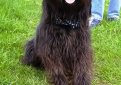 Каталонская овчарка (Гос д'Атура) / Catalan Sheepdog (Perro de Pastor Catalon, Gos d'Atura Catala)