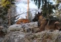 Норвежский фотограф напишет книгу о дружбе собаки и лиса