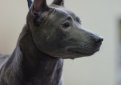 Тайский риджбек / Thai Ridgeback (Mah Thai)