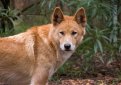 Австралийский динго / Dingo (Australian Native Dog)