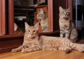 Оцикет / Ocicat
