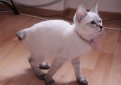 Той бобтейл / Toy Bobtail (Mini Mekong Bobtail, Mini Thai Bobtail) Той бобтейл / Toy Bobtail (Mini Mekong Bobtail, Mini Thai Bobtail)