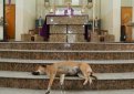 Бразильский священник открывает двери церкви для бродячих собак