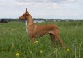 Фараонова собака / Pharaoh Hound (Kelb-tal Fenek)