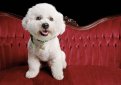 Бишон фризе / Bichon Frise (Bichon Tenerife, Tenerife Dog, Bichon a Poil Frise)