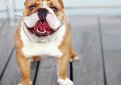 Английский бульдог / English Bulldog (British Bulldog)