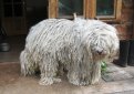 Комондор (Венгерская овчарка) / Komondor (Hungarian Komondor, Hungarian Sheepdog)