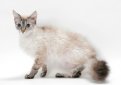 ЛаПерм (Ла-Перм) / LaPerm Cat ЛаПерм (Ла-Перм) / LaPerm Cat