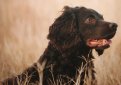 Бойкин-спаниель / Boykin Spaniel