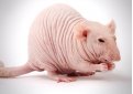 Бесшерстная крыса (Голая крыса, лысая крыса, крыса сфинкс) / Sphynx (Hairless) Бесшерстная крыса (Голая крыса, лысая крыса, крыса сфинкс) / Sphynx (Hairless)
