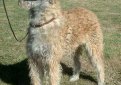 Лакенуа / Belgian Sheepdog (Laekenois, Laekense, Laeken, Chien de Berger Belge)