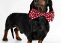 Такса короткошерстная (Такса гладкошерстная) / Dachshund Такса короткошерстная (Такса гладкошерстная) / Dachshund