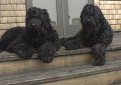 Черный терьер (Русский черный терьер) / Black Russian Terrier (Russkiy Chernniy Terrier)