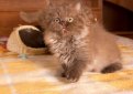 Британская длинношерстная кошка / British Longhair Cat (Britanica, Highlander, Lowlander)