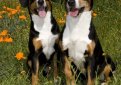 Энтлебухер зенненхунд (Энтлебухер) / Entlebucher Sennenhund (Entlebuch Mountain Dog, Entlebucher)