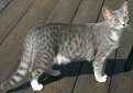 Египетская мау / Egyptian Mau