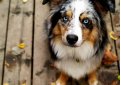 Австралийская овчарка (Аусси) / Australian Shepherd (Aussie)