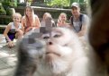 Обезьяна отобрала у туристов фотоаппарат и сняла всё, что о них думает Обезьяна отобрала у туристов фотоаппарат и сняла всё, что о них думает