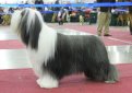 Бородатая колли (Бердед колли) / Bearded Collie