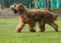 Бриар (Французская овчарка) / Briard (Berger Briard, Berger de Brie)