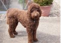 Лабрадудль / Labradoodle Лабрадудль / Labradoodle