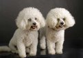 Бишон фризе / Bichon Frise (Bichon Tenerife, Tenerife Dog, Bichon a Poil Frise)