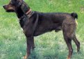 Австрийский короткошерстный пинчер / Austrian Shorthaired Pinscher