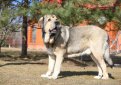 Испанский мастиф / Spanish Mastiff (Mastin Espanol)