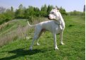 Аргентинский дог (Аргентинский мастиф, дого аргентино) / Dogo Argentino (Argentinian Mastiff)