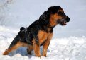 Ягдтерьер (Немецкий ягдтерьер) / Deutcher Jagdterrier (German Hunting Terrier)