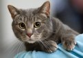 Европейская короткошерстная кошка (Кельтская короткошерстная кошка) / European Shorthair Cat (Celtic Cat) Европейская короткошерстная кошка (Кельтская короткошерстная кошка) / European Shorthair Cat (Celtic Cat)